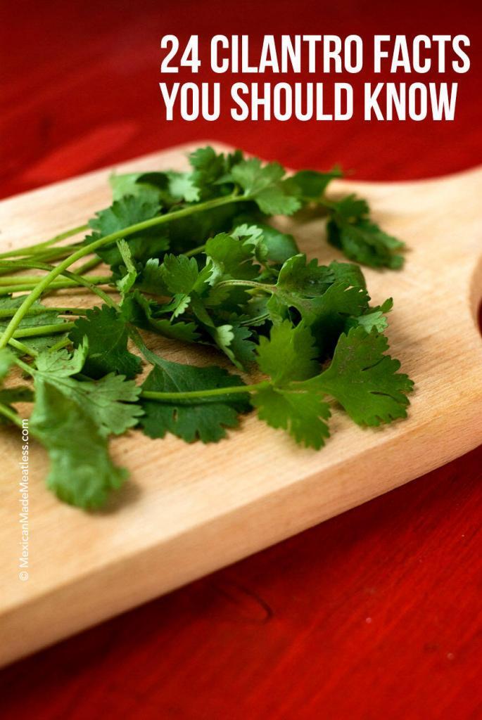 24 Cilantro Facts You Need To Know | #cilantro #coriander #foodinfo #foodfacts